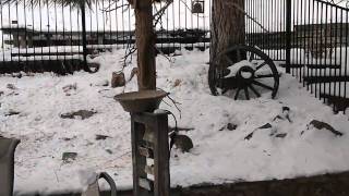 Rabbit VS Squirrel