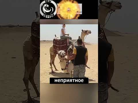 Не шутите с верблюдами! #животные #топ #новости
