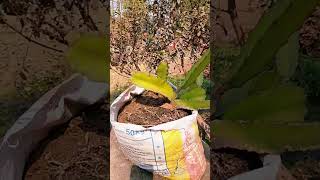 degen 🌵🪴fut tobe ki vabe #vlog