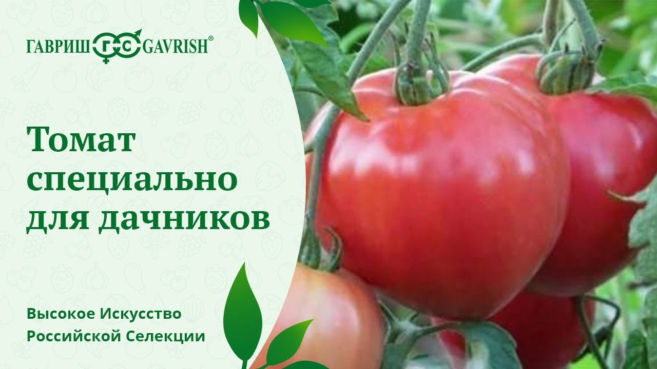 БОЛЬШАЯ МАМОЧКА - набирающий популярность томат от \