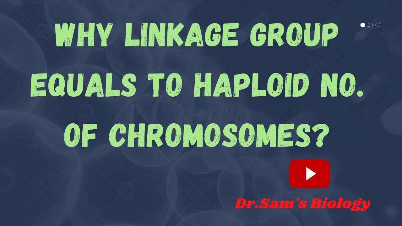 Почему группа сцепления равна гаплоидному числу хромосом?