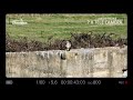 Photographing the hawk with a mavic 3 cine drone from a distance with the telephoto lens
