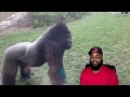 Epic Wild Animals Attack Compilation Part 1 REACTION