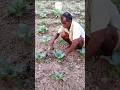 Cabbage Farming A To Z Cabbage Farming A To Z Jankari Cabbage Cabbage Farming A To Z Cabbage Farming A To Z Jankari Cabbage