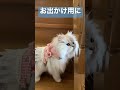 保護猫ちゃんが可愛いハーネスを初めて着てみた