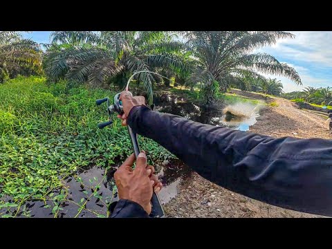 Ikan koi di selokan Jepang #koi #shorts