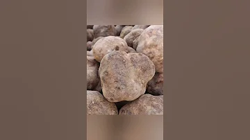 الترفاس او الكمأ بطاطا الرعد هو من اغلى اطباق العالم ليست له بذور ولاجذور 
