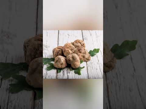 الترفاس او الكمأ بطاطا الرعد هو من اغلى اطباق العالم ليست له بذور ولاجذور