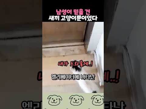 남성이 믿을 건 새끼 고양이뿐이었다 thumbnail