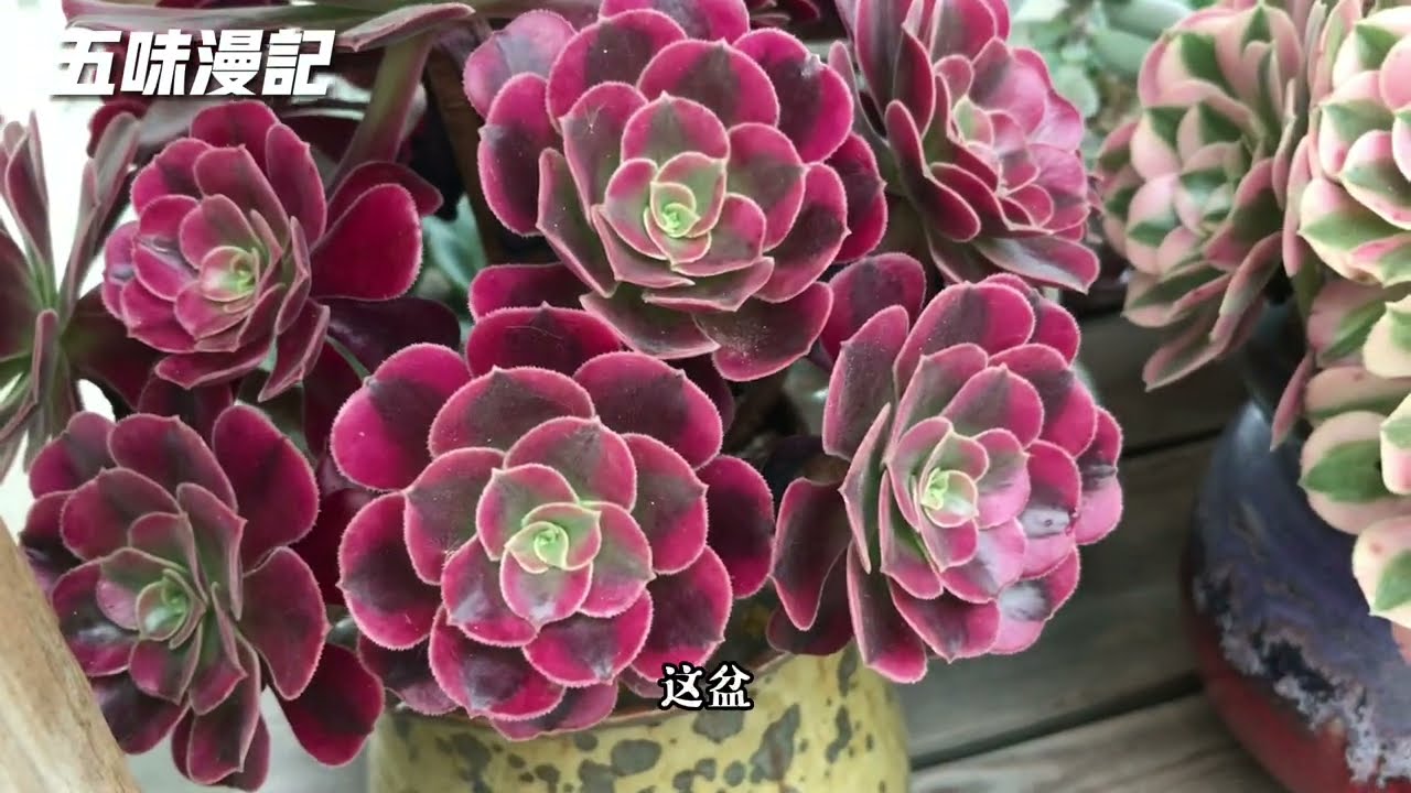 多肉植物｜又是雨天，在遮雨布下欣赏下法师锦，雨后的血色黄昏美的