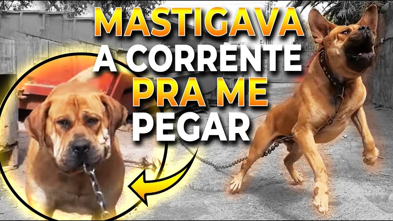 VISITEI O CANIL REGANADOS PRESA CANÁRIO EM TENERIFE | LEGENDADO | EUROPA DOG TRIP CCK #28