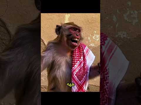 هههه شبه السطل واي ما قادر قرود ابها اكسبلور الذكاء الاصطناعى اشتراك بالقناة اضحك دويتو