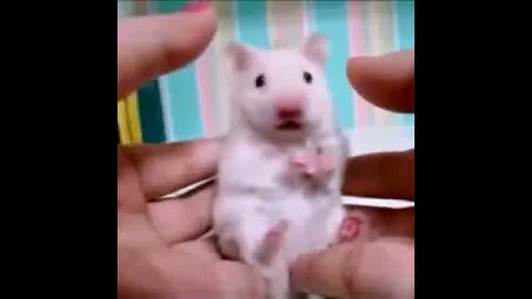Funny animal