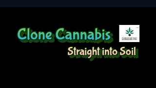 How to Grow your Cannabis Plants clone straight into Dirt #cannabisgrowers #simple #diy