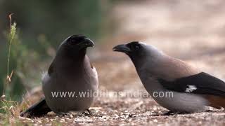 Himalayan Treepies gorge on grain on the ground even though they are normally arboreal