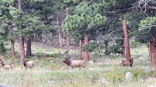 Elk Bugle Boys