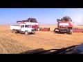 Второй день уборки яр пшеницы. ООО"ИРГИЗ"