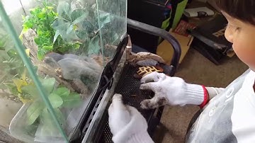 Frog feeding - mealworm?