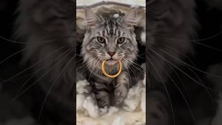 Cat Destroys Sofa And Finds This! 😱#shorts #Tech #AI #CGI #VFX #FutureTech