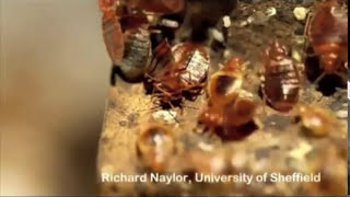 traumatic insemination of bedbugs