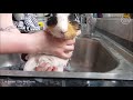Gordon's Groom - Real Time Full Short-Haired Guinea Pig Groom