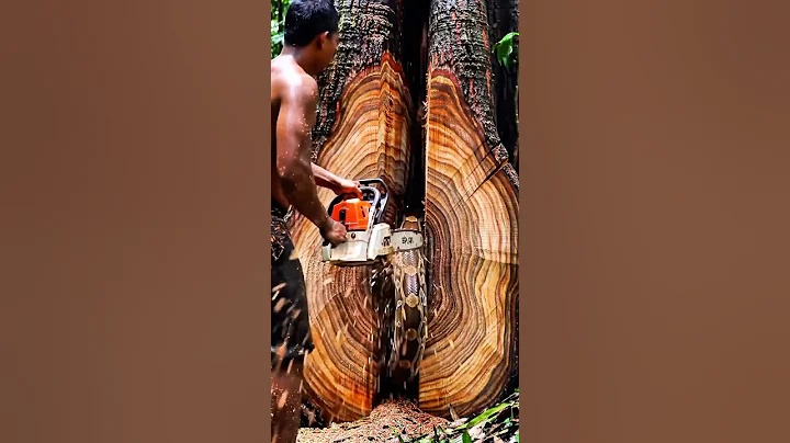 Look at this man cutting down a giant tree with a chainsaw#woodworking #chainsaw