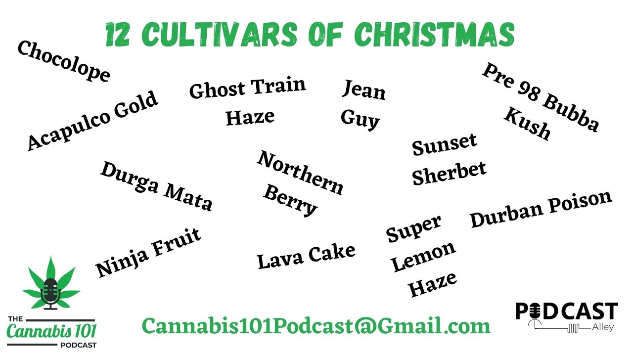 12 Cultivars of Christmas -  Critical Kali Mist