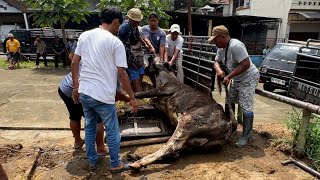 LUKA BADAN AMBYAR❗️SEKARAT KESER² WARGA KASIAN 