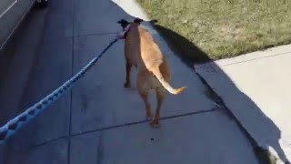 Crcl Rupture Treated With Simitri Stable And Stride Implant - 11 Weeks Postop