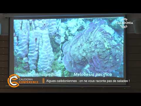Vidéo: Les algues coralliennes sont-elles bonnes ?