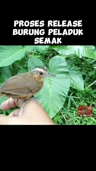 Download lagu Proses pelepasan pelanduk semak ke alam liar #shorts