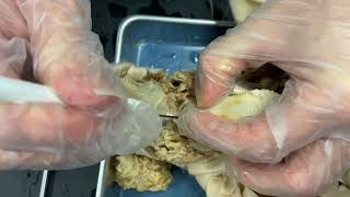 Fetal Pig Dissection: head structures
