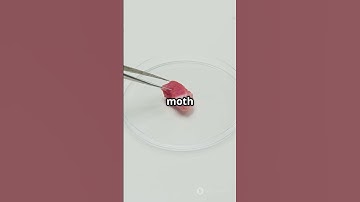 The First Computer Bug Literally🐞💻#techbytes #foryou #fyp #youtube #shorts #history #bug #funny #fun