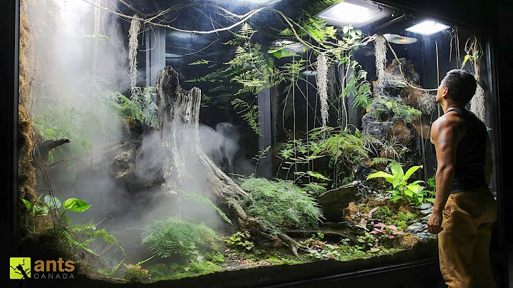 Invasive Ants Broke Into My Giant Rainforest Vivarium