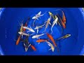 4-5" Premium Grade Butterfly Koi from Blue Ridge Koi