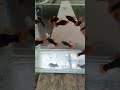 platy toxedo vs platy cendrawasi
