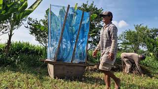INCREDIBLE! TRADITIONAL RICE THRESHING TOOL STILL WORKS AMAZINGLY TODAY! - tools agriculture