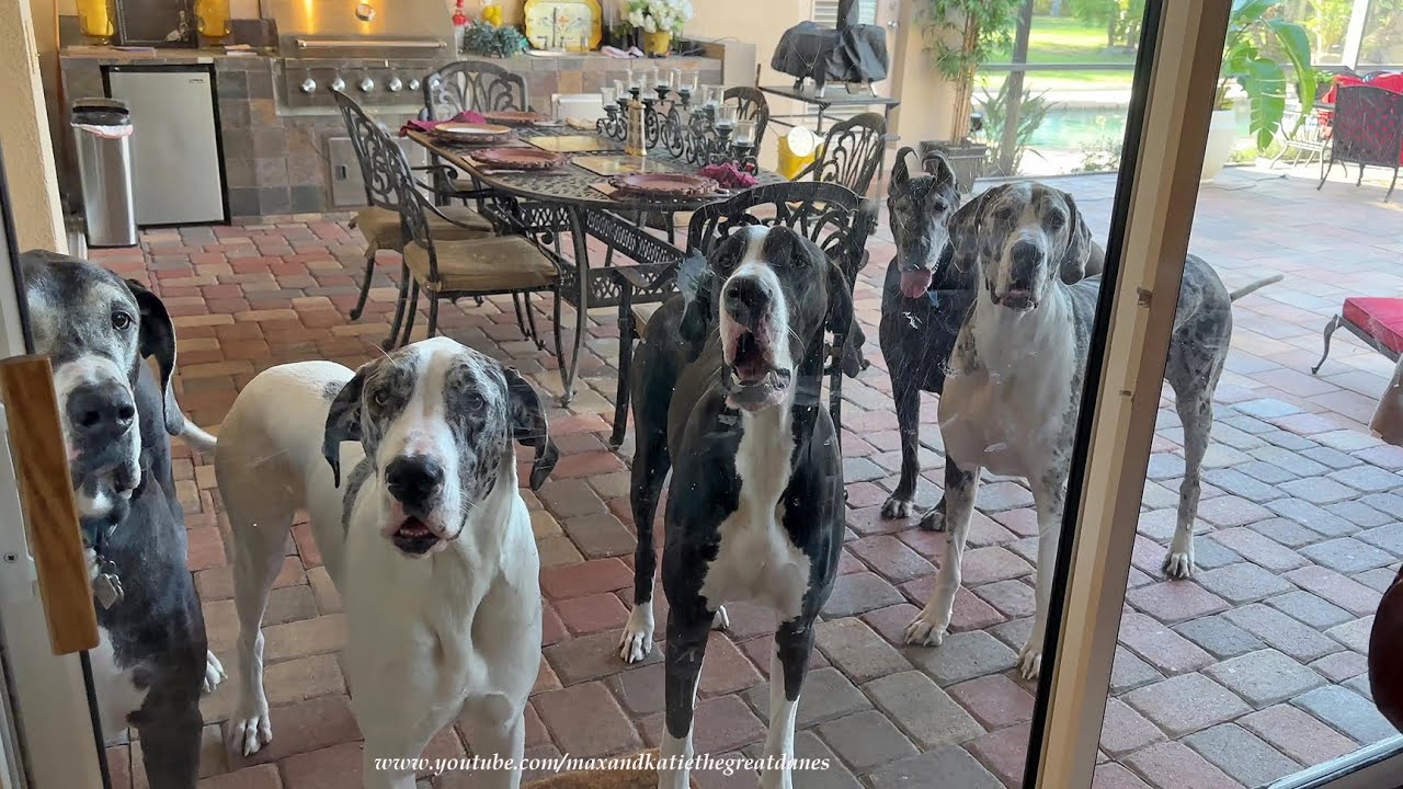 Five Funny Great Danes Complain They Want To Come Inside & Join The Party