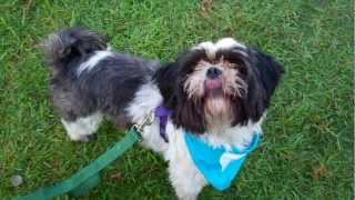 George ShihTzu A315022