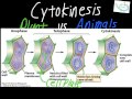 Quiz on Cytokinesis in Plant and Animal Cells