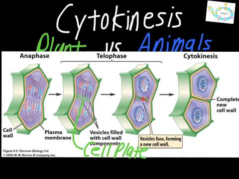 Cytokinesis: Plant vs. Animal Cells