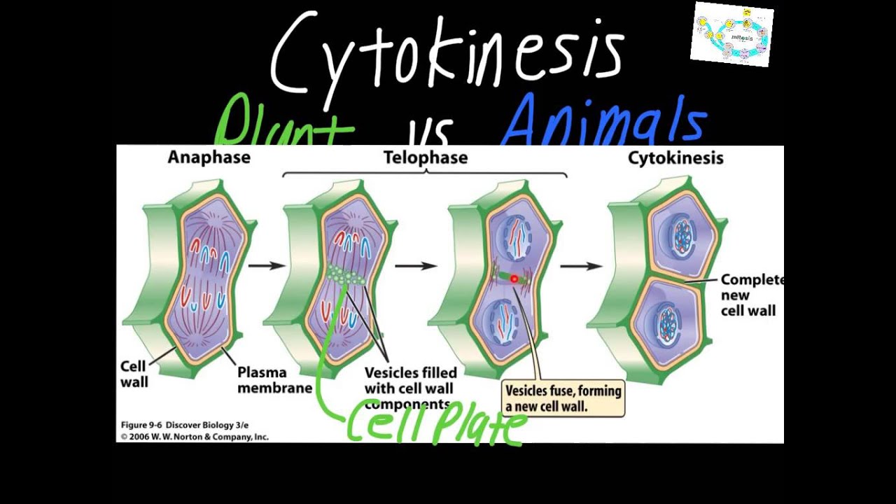 Cytokinesis: Plant vs. Animal Cells - YouTube