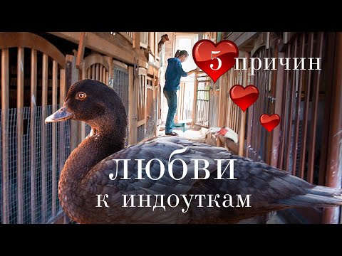 Почему русские фермеры ТАК СИЛЬНО полюбили индоуток? 5 плюсов, которые никого не оставят равнодушным