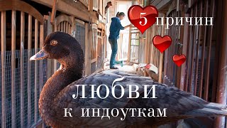 видео: Почему русские фермеры ТАК СИЛЬНО полюбили индоуток? 5 плюсов, которые никого не оставят равнодушным картинка: Почему русские фермеры ТАК СИЛЬНО полюбили индоуток? 5 плюсов, которые никого не оставят равнодушным