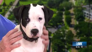 'Fur-Ever Friend Friday' Puppy Adoption Event happening