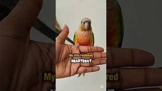 Happiness Is When My Bird Chooses Me