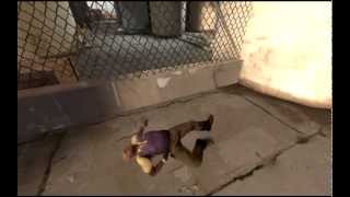 Sfm Coach Dead?