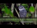 Lesser Sooty Owl - Sounds and Calls