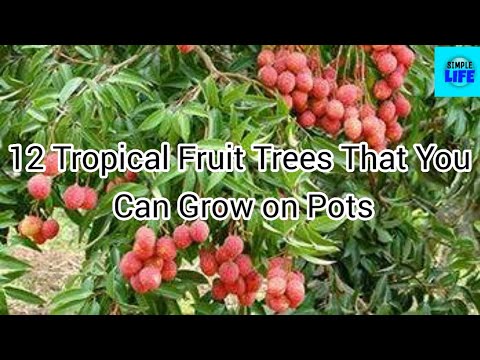 12 Tropical Fruit Trees that You can Grow on Pots