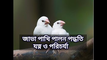 জাভা পাখি পালন পদ্ধতি, জাভা পাখির যত্ন ও পরিচর্যা